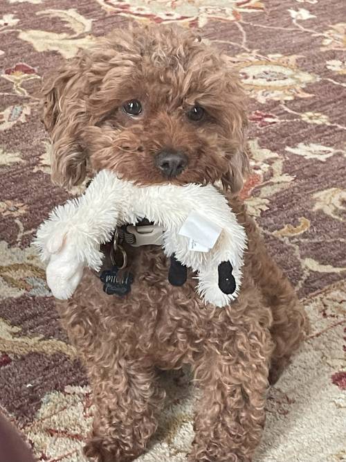 Nancy's dog Miah